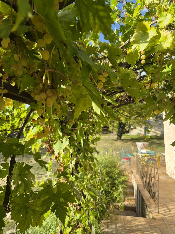 Pergola Raisin Appuis sur Mur